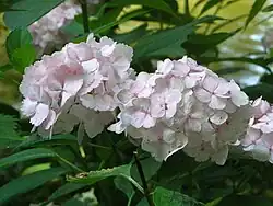 H. macrophylla 'Beauté Vendomoise'
