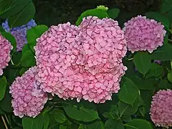 H. macrophylla 'Harlequin'