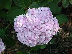 H. macrophylla 'Merveille'