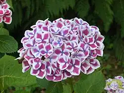 H. macrophylla 'Red Ace'