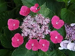 H. macrophylla 'Zaunkoenig'