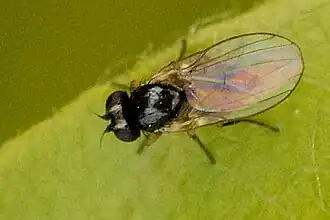 Hydrellia cardamines