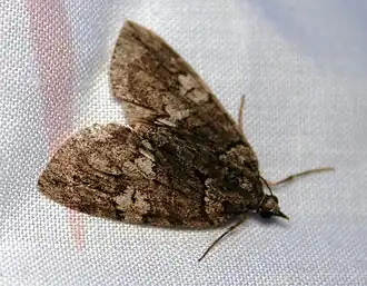 Hydriomena transfigurata
