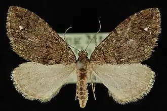 Hydriomena albifasciata