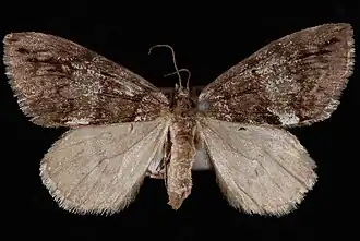 Hydriomena californiata