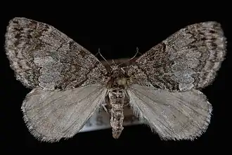 Hydriomena renunciata