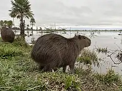 Capibara