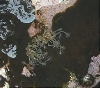 Hydrocoryne miurensis