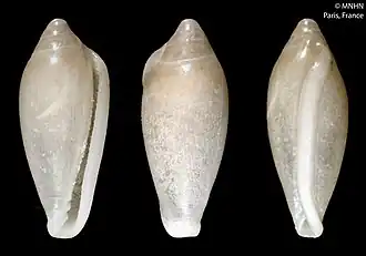 Hydroginella angustata