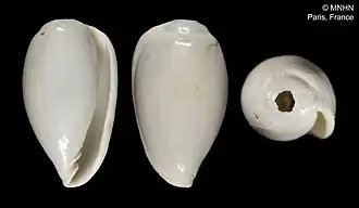 Hydroginella bullata