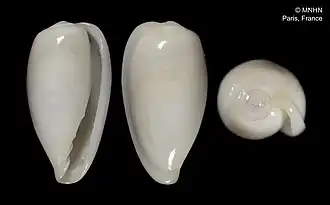 Hydroginella musorstomi