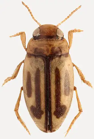 Hydroglyphus signatellus