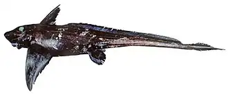 Hydrolagus homonycteris