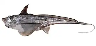 Chimaera ogilbyi