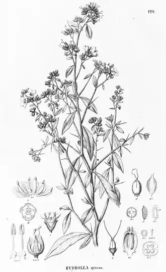 Hydroleaceae