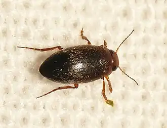 Hydroporus angustatus
