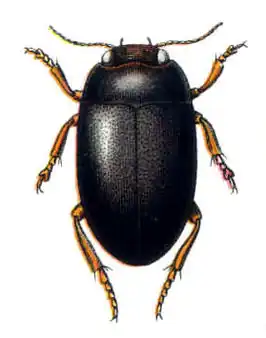 Hydroporus melanarius