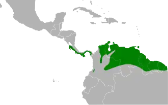 Witstaartnachtzwaluw