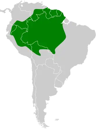 Trapstaartnachtzwaluw