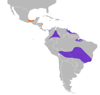 Vlekstaartnachtzwaluw