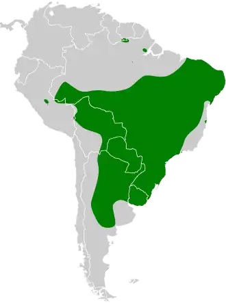 Spiesstaartnachtzwaluw