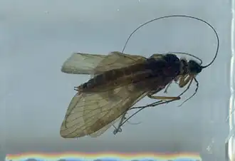 Hydropsyche dinarica