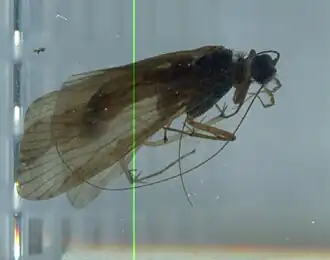 Hydropsyche doehleri