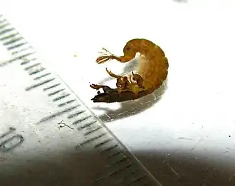 Hydropsyche saxonica