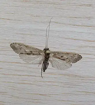 Hydropsyche siltalai