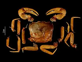 Hydrothelphusa agilis