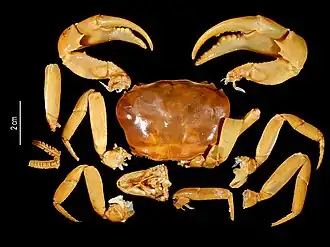 Hydrothelphusa bombetokensis