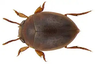Hydrovatus clypealis