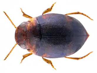Hydrovatus cuspidatus
