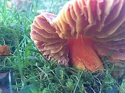 Steel met vezels in lengte richting