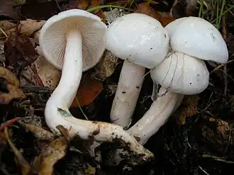Ivoorzwam (Hygrophorus eburneus)