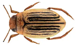 Hygrotus enneagrammus