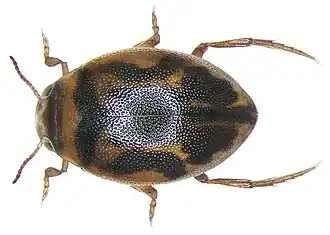 Hygrotus inaequalis