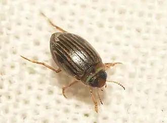 Hygrotus nigrolineatus