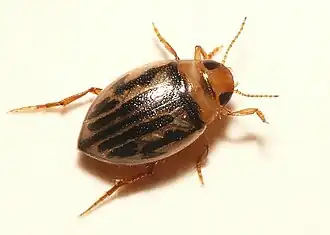 Hygrotus versicolor