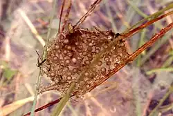 Eierklomp van de Europese boomkikker