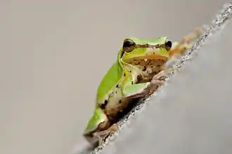 Hyla chinensis
