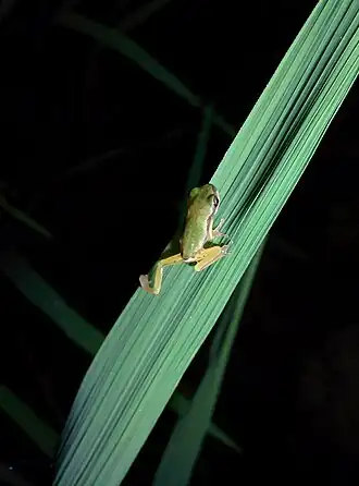 Hyla tsinlingensis