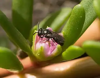 Hylaeus anthracinus