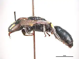 Hylaeus daviesiae