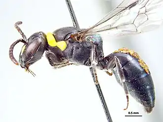Hylaeus flavojugatus