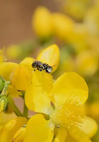 Hylaeus kahri