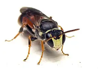 Hylaeus littleri