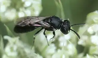 Hylaeus mesillae
