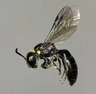 Hylaeus relegatus