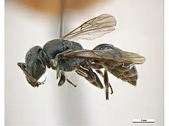 Hylaeus semipersonatus